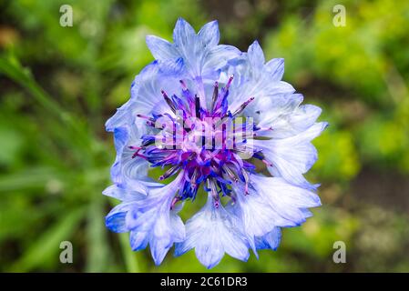 il macro sparare di fiore di mais blu su sfondo verde sfocato. knapweed Centaurea montana è fiore nazionale estone. Foto Stock