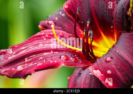 Hemerocallis 'Double Firecracker' Daylily Hemerocallis Foto Stock