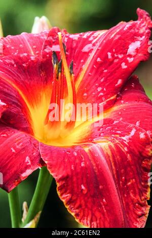 Luce che emera-ocallis rosso scuro Foto Stock