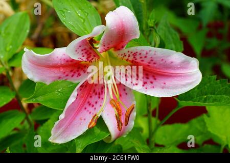 Profumato Stargazer rosa giglio asiatico in fiore Foto Stock