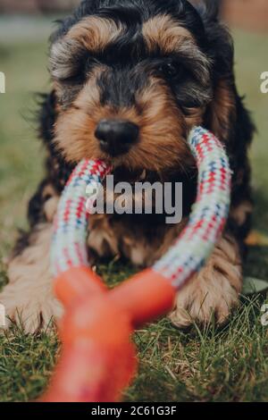 Prospettiva in prima persona di giocare Torg-of-war nel giardino con un cucciolo di due mesi, fuoco selettivo, sfocatura del movimento. Foto Stock