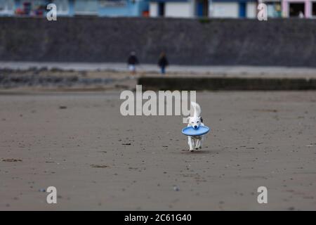 Pendine, Carmarthenshire, Galles, Regno Unito. 6 luglio 2020. Il primo giorno in cui la restrizione di cinque miglia del Galles viene revocata, un cane gioca sulla spiaggia quasi deserta di Pendine, Carmarthenshire. Credito: Gruffydd Ll Thomas/Alamy Live News Foto Stock