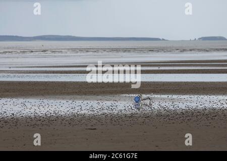 Pendine, Carmarthenshire, Galles, Regno Unito. 6 luglio 2020. Il primo giorno in cui la restrizione di cinque miglia del Galles viene revocata, un cane gioca sulla spiaggia quasi deserta di Pendine, Carmarthenshire. Credito: Gruffydd Ll Thomas/Alamy Live News Foto Stock