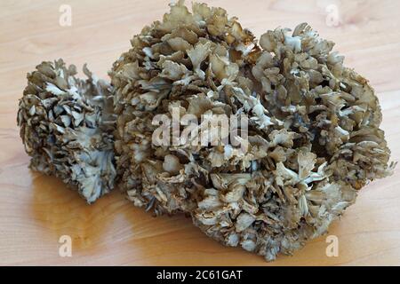 Funghi freschi di agnello (grifola frontosa) al mercato agricolo Foto Stock