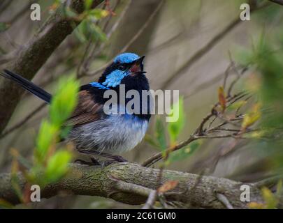 Un maschio Blue Fairy Wren seduto in un albero alla costa Foto Stock