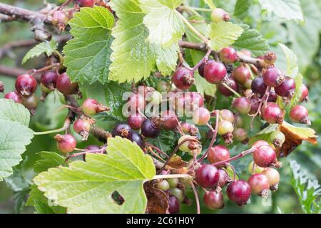 Maturazione bacche di ribes nero, Ribes nigrum, su un ramo di bush ribes nero, sfondo naturale verde foglia con fuoco selettivo Foto Stock