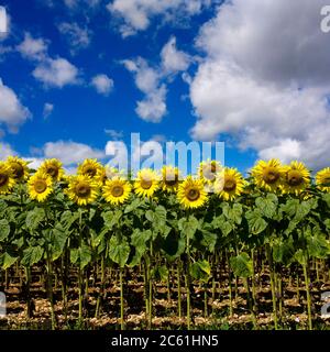 Campo di girasoli. Dipartimento Puy de Dome, Auvergne-Rodano-Alpi. Francia Foto Stock