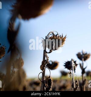 Primo piano di girasoli appassiti nel campo sotto la luce del sole Foto Stock