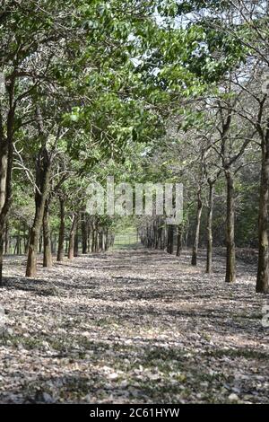 Grove di IPE, alberi con petali e fiori bianchi, con fuoco selettivo in vista panoramica, Brasile, Sud America, con petali sul terreno in vi basso Foto Stock