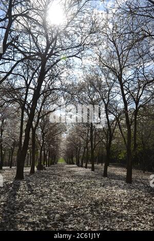 Grove di IPE, alberi con petali e fiori bianchi, con fuoco selettivo sulla vista panoramica, Brasile, Sud America, con petali sul terreno Foto Stock