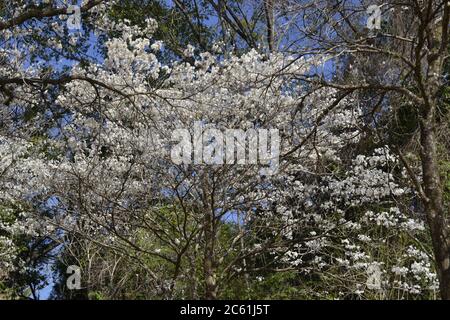 IPES foresta, alberi con petali e fiori bianchi, con fuoco selettivo su zoom foto, Brasile, Sud America, con cielo blu sullo sfondo Foto Stock