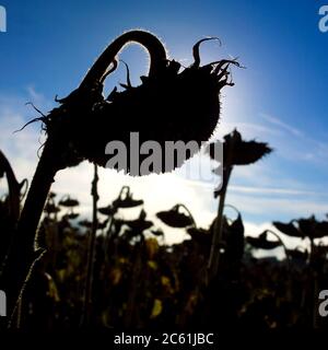 Sagome di girasoli sbiaditi, Puy de Dome, Auvergne-Rhone-Alpes, Francia Foto Stock