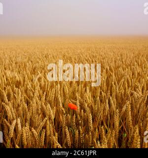 Papaveri e campo di grano, pianura Limagne, Puy de Dome, Auvergne-Rhone-Alpes, Francia Foto Stock
