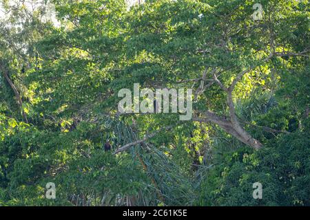 Aquila di pesce malgascio (Haliaeetus vociferoides), nota anche come Madagascar Sea-Eagle, arroccata in un albero lungo il bordo di un fresco Foto Stock