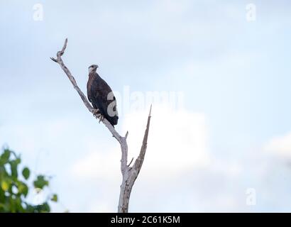 Aquila di pesce malgascio (Haliaeetus vociferoides), nota anche come Madagascar Sea-Eagle, arroccata in un albero lungo il bordo di un fresco Foto Stock