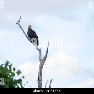 Aquila di pesce malgascio (Haliaeetus vociferoides), nota anche come Madagascar Sea-Eagle, arroccata in un albero lungo il bordo di un fresco Foto Stock