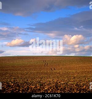 Pista per pneumatici in un campo arato, pianura Limagne, Puy de Dome, Auvergne-Rhone-Alpes, Francia Foto Stock