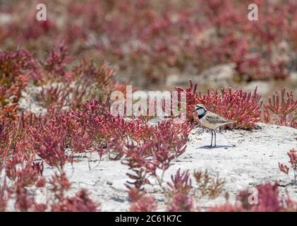 Il Plover malgascio (Charadrius thoracicus), conosciuto anche come il Plover nero, in habitat di paludi saline in Madagascar. Foto Stock