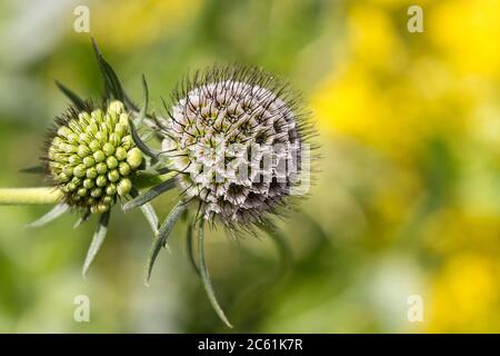 Campo scabioso (knautia arvensis) astratto pianta selvatica immagine senza fiori noto come fiore pincushion o farfalla blu, morbido sfondo verde giallo Foto Stock