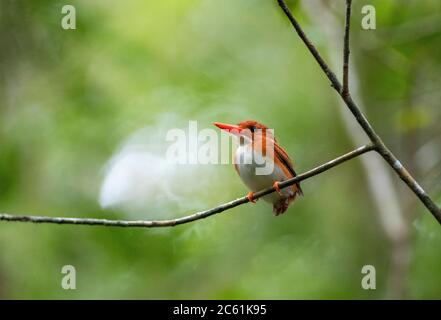 Malgascio Pigmy Kingfisher (Corythornis madagascariensis) a Perinet. Endemico del Madagascar e trovato in foreste occidentali secche di decidue. Foto Stock