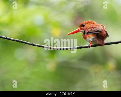 Malgascio Pigmy Kingfisher (Corythornis madagascariensis) a Perinet. Endemico del Madagascar e trovato in foreste occidentali secche di decidue. Foto Stock