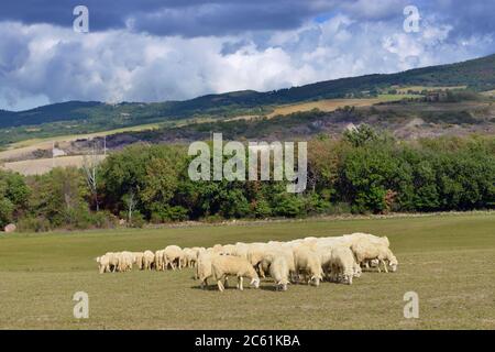 Mandria di pecore sul prato, Toscana, Italia Foto Stock