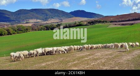 Mandria di pecore sul prato, Toscana, Italia Foto Stock