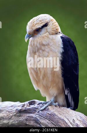 Giallo testa (Caracara milvago chimachima) Foto Stock