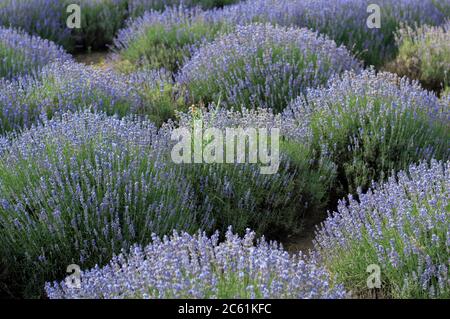 cespugli di lavanda fioriti, tema natura, luoghi belli e agricoltura Foto Stock