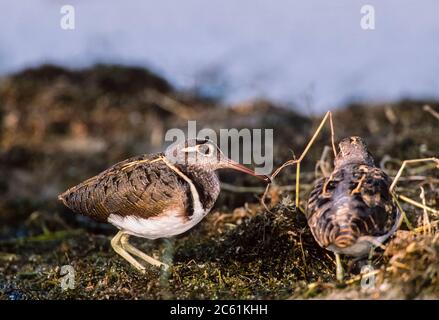 Due uomini più grande dipinto Snipe, Rostratula benghalensis, Keoladeo Ghana National Park, Bharatpur, Rajasthan, India Foto Stock