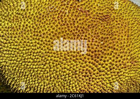 Jackfruit Fruit, nome scientifico Artocarpus eterophyllus, zoom photo, stile astratto, sfondo della scena, texture style, Brasile, Sud America Foto Stock