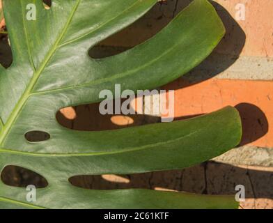 Primo piano di una foglia di monstera contro una parete di mattoni arancioni con ombre dure. Verde crescita monstera foglia tropicale, all'aperto, luce solare. Foto Stock