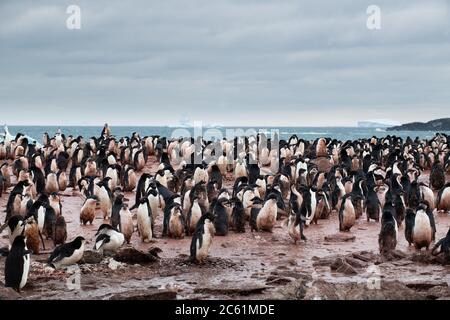 Adelie Penguin (Pigoscelis adeliae) sull'isola di Signy, sull'isola di Coronazione, Antartide Foto Stock