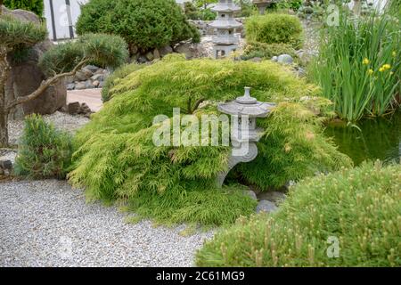 Japanischer Garten, Gruener Schlitz-Ahorn Acer palmatum dissectum Foto Stock