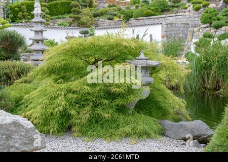 Japanischer Garten, Gruener Schlitz-Ahorn Acer palmatum dissectum Foto Stock