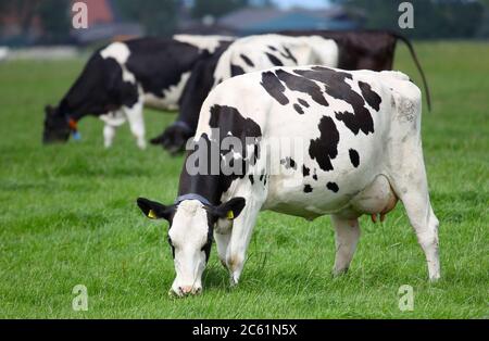 Mucche da latte che pascolano su un pascolo in Frisia (Olanda) Foto Stock