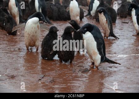 Adelie Penguin (Pigoscelis adeliae) sull'isola di Signy, sull'isola di Coronazione, Antartide Foto Stock