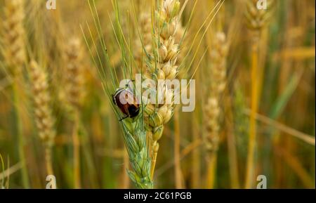 Primo piano di insetto su pianta di grano Foto Stock