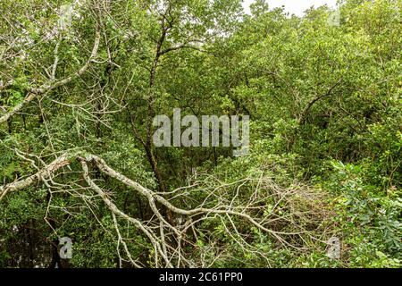 Vegetazione nella foresta di mangrovie Itacorubi, la seconda più grande mangrovie urbana del Brasile. Florianopolis, Santa Catarina, Brasile. Foto Stock