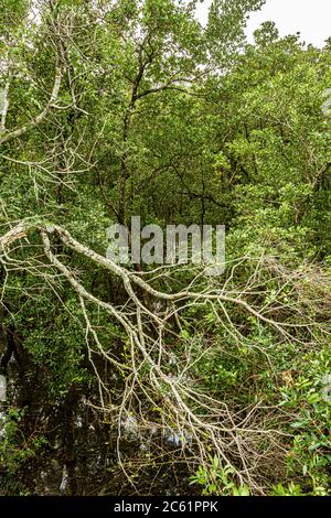 Vegetazione nella foresta di mangrovie Itacorubi, la seconda più grande mangrovie urbana del Brasile. Florianopolis, Santa Catarina, Brasile. Foto Stock