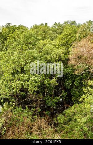 Vegetazione nella foresta di mangrovie Itacorubi, la seconda più grande mangrovie urbana del Brasile. Florianopolis, Santa Catarina, Brasile. Foto Stock