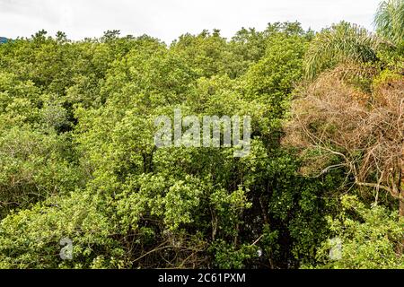 Vegetazione nella foresta di mangrovie Itacorubi, la seconda più grande mangrovie urbana del Brasile. Florianopolis, Santa Catarina, Brasile. Foto Stock