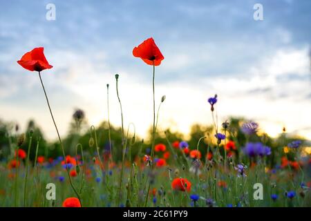 Campo di grano Poppy Fiori Papaver Rhoeas in primavera Foto Stock