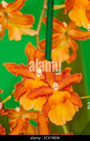 Orchidea arancione Cambria Catatante, fiorente con sfondo verde Foto Stock