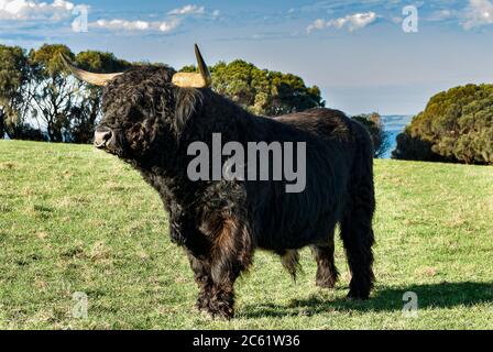 Highland bull mucca in un campo. Foto Stock