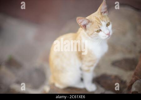 Yong ginger-gatto bianco riposante nel cortile estivo Foto Stock