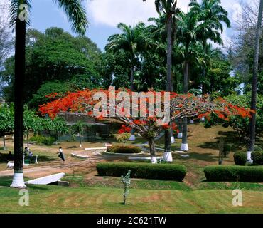 Giardini botanici Scarborough Tobago albero fiammeggiante Foto Stock