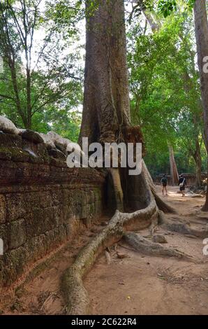 Albero di banyan gigante che cresce sulle rovine del tempio Ta Prohm in Angkor Wat Siem Reap Cambogia Foto Stock