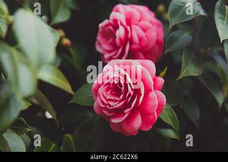 Primo piano di due fiori di Camelia giapponesi rosa con foglie verdi Foto Stock