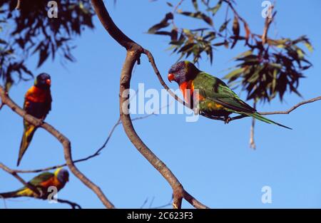 Sydney Australia East Lindfield Rainbow lorikeets in Tree Foto Stock